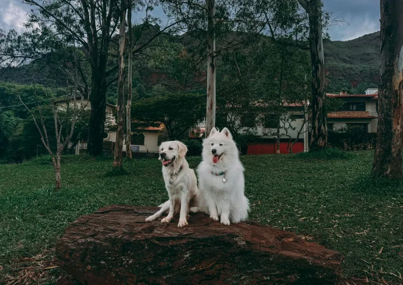 When Democracy Went to the Dogs: The California Town That Put a Labrador in Charge