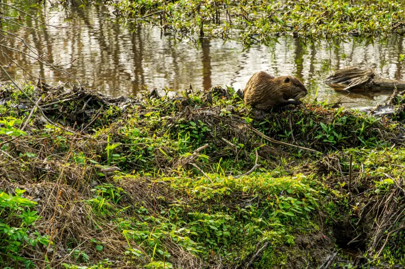 The Federal Case of the Legally Dead Living Beaver