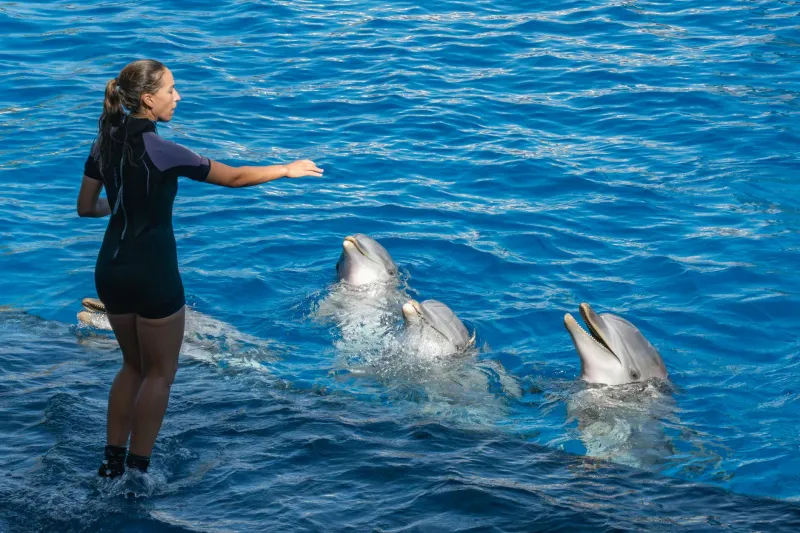 The Pentagon's Flipper Problem: When Military Dolphins Turned Against Their Trainers