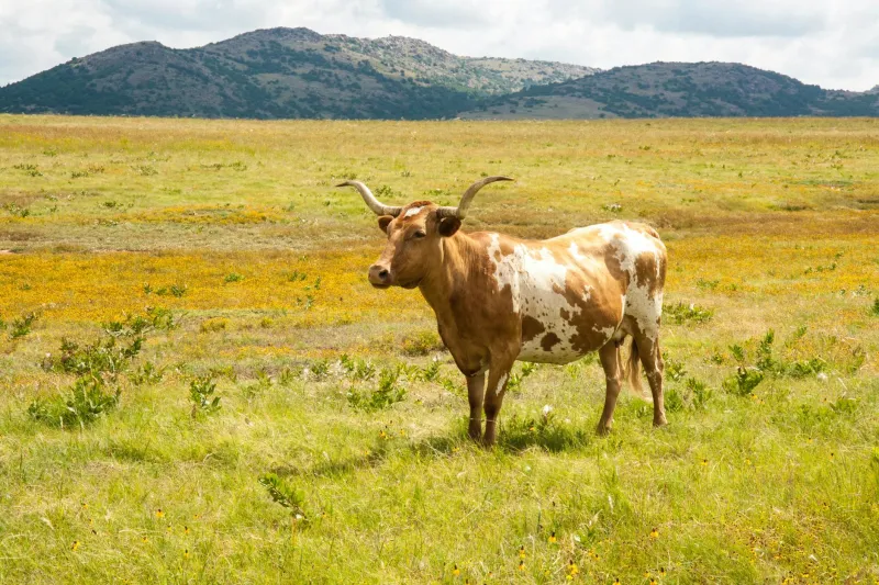 The Texas Rancher Who Cured a Disease by Complete Accident